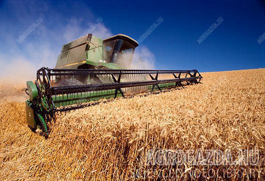 Wheat-Harvest-5.jpg